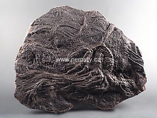 lilijce + scyphocrinus