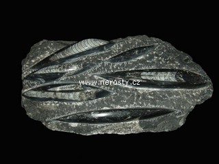 ortoceras
