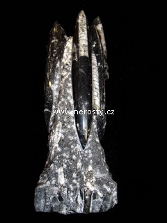 ortoceras