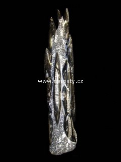 ortoceras
