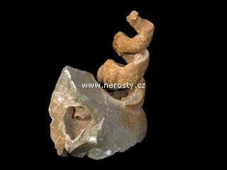 gastropod-turritella