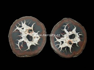 septarie