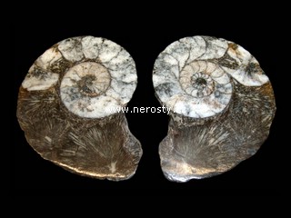 amonit, discoclymenia sp.