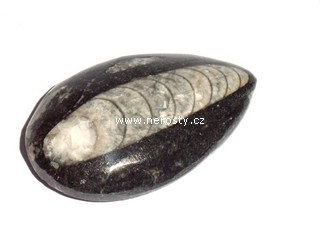 ortoceras