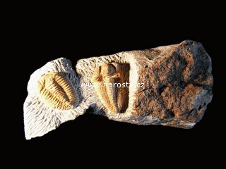 trilobit