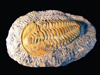 trilobit