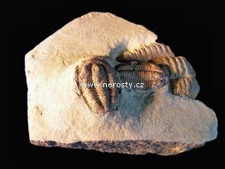 trilobit