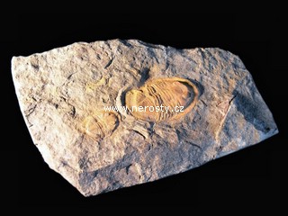 trilobit