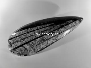 ortoceras