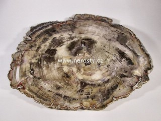 zkamenele-drevo