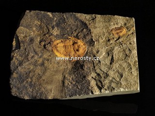 trilobit