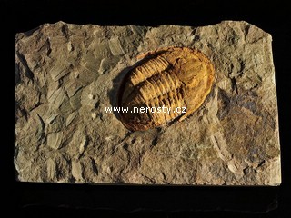 trilobit