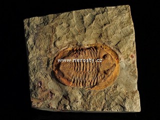 trilobit