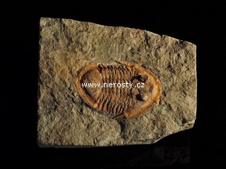 trilobit