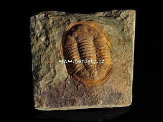 trilobit