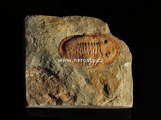 trilobit