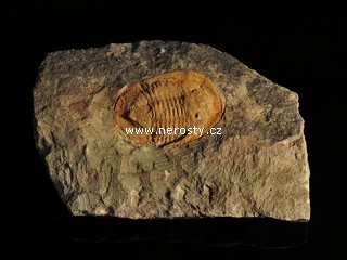 trilobit