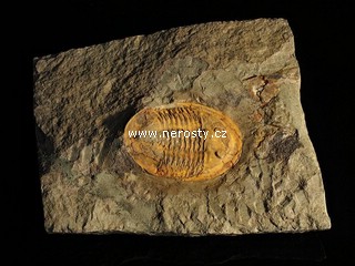 trilobit