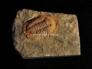 trilobit