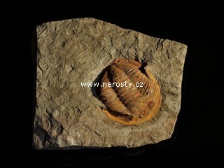 trilobit