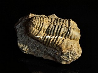 trilobit