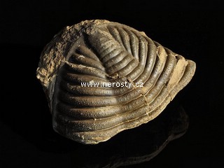 trilobit