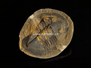 trilobit