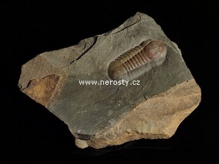 trilobit