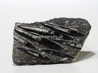 ortoceras