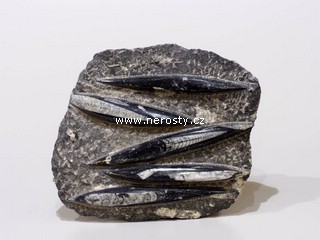 ortoceras