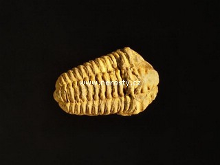 trilobit