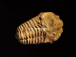 trilobit