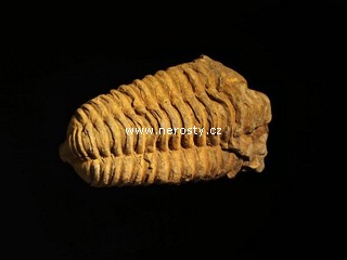 trilobit