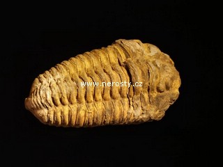trilobit