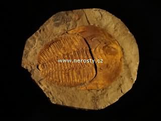 trilobit