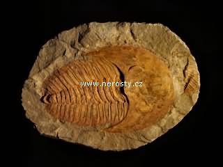 trilobit