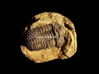 trilobit