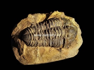 trilobit