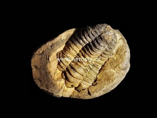 trilobit