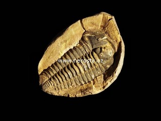 trilobit