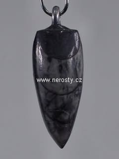 ortoceras