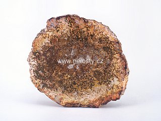 zkamenele-drevo