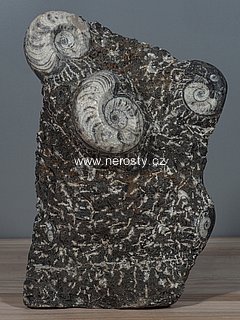 goniatit