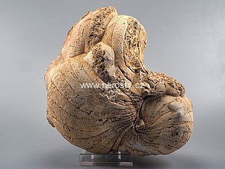 lod�nka + nautilus sp.