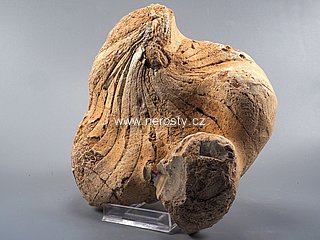 lod�nka + nautilus sp.