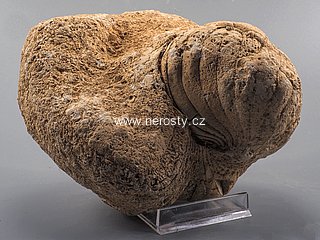 lod�nka + nautilus sp.