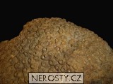 korl + prismatohyllum sp.
