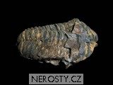 trilobit + flexicalymene