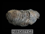 trilobit + flexicalymene