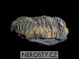 trilobit + flexicalymene